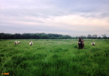Image hebergement insolite MANOIR DU BOIS JOLY - ROULOTTE VINTAGE